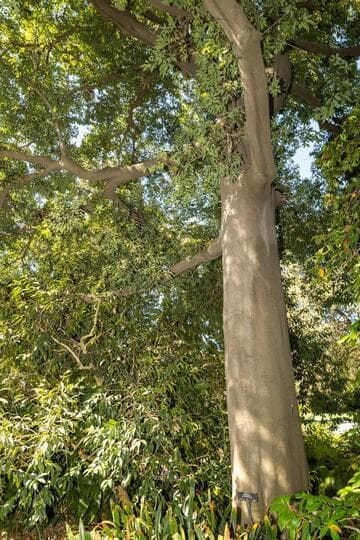 Quercus myrsinifolia