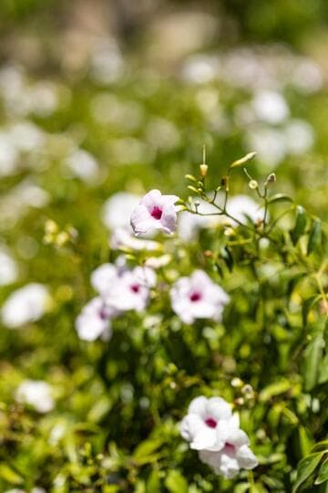 Pandorea jasminoides 'Rosea Superba'