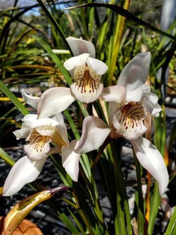 Cymbidium wenshanense